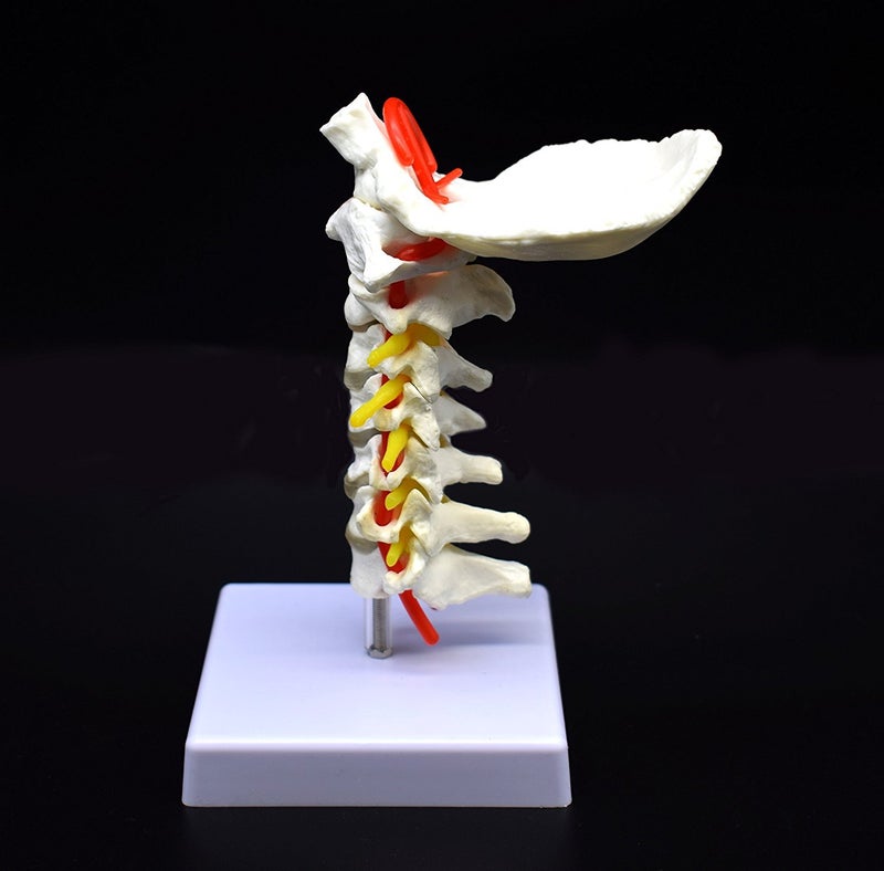 XINDAM Cervical Vertebra Arteria Spine Spinal Nerves Anatomical Model Anatomy for Science Classroom Study Display Teaching Medical Model - Image 2